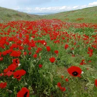 چادر عشایری نو