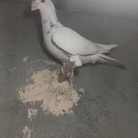 ۱۰تا کفتر