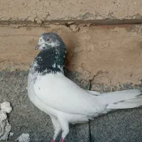 کبوتر گنجه بری