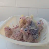 جوجه عروس هلندی ۲۵ روزه ۳۸۰