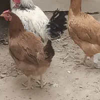 یه خروس و دو ماده مرغ|حیوانات مزرعه|خاش, |دیوار