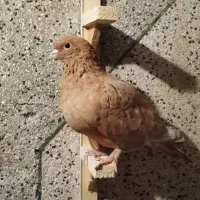 ماده زرد|پرنده|زاهدان, |دیوار