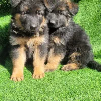 ماده ژرمن شولاین