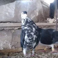 کبوتر سینه ساده کرمانی|پرنده|مشهد, کوی المهدی|دیوار