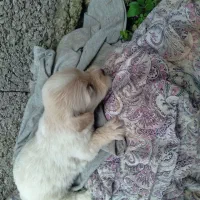 واگذاری توله تریر|سگ|لاهیجان, لیالستان|دیوار