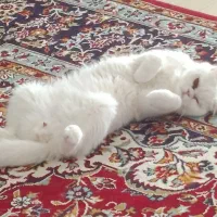 گربه پرشین فوری فوری