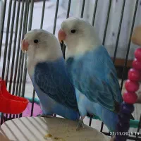 کوتوله برزیلی