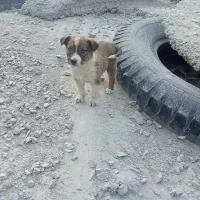 پنچ عدد توله سگ