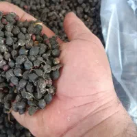 بذر پالم واشنگتونی