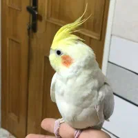 یک جفت عروس هلندی مولد