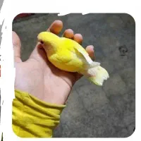 گمشده طوطی برزیلی زرد