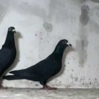 پلاکی مسافتی زاغ