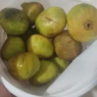 فروش انجیر شاهرود محلی تازه شیرین ابدار