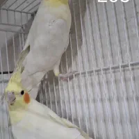 ۳ جفت لوتینو کینگ کار به شرط همه چی|پرنده|تربت جام, جامی|دیوار