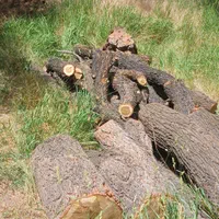 خرید چوپ و هرس باغ|خدمات باغبانی و درختکاری|ساوه, |دیوار