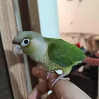 طوطی گمشده از خانواده گرینچیک سبز بامژدگانی عالی