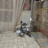 7عدد کفتر|پرنده|مشهد, مصلی (کارمندان اول)|دیوار