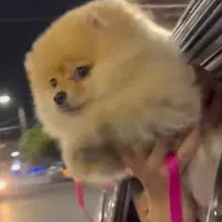 سگ پامرانین