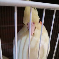 یک جفت عروس هلندی لوتینو کار داده