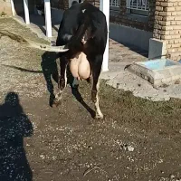 گاو شکم اول باگوساله