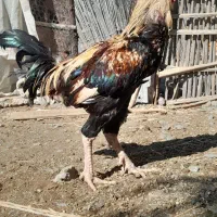 خروس افغان