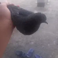 کفتر سبز فروشی قیمت خودت بگو بیاه ببر