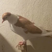 کبوتر|پرنده|مشهد, امیریه|دیوار