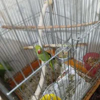 جفت ملنگو جوان مولد کارداده