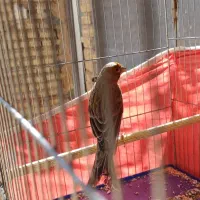 قناری سرخ دارچینی مست ماده گیر