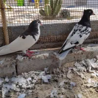 کبوتر|پرنده|بندر کنگان, |دیوار