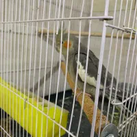عروس هلندی نر