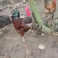 فروش خروس محلی|حیوانات مزرعه|لاهیجان, خالو باغ|دیوار