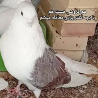 کفتر معامله|پرنده|یزد, |دیوار