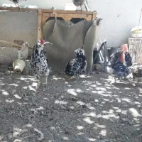 تخم مرغ و جوجه گلین ریشی چهل تاج فروشی|حیوانات مزرعه|سیرجان, |دیوار