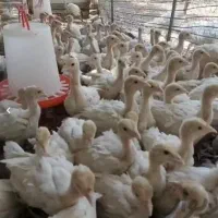 جوجه بوقلمون بیوتی و برنز و تخم نطفه دار