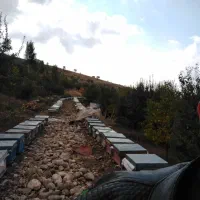 عسل طبیعی کوهستان|خوردنی و آشامیدنی|مراغه, |دیوار