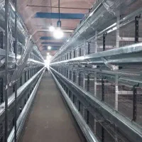 شراکت-در-مرغداری-تخم-گذار