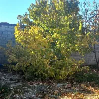 باغ ۵۰۰ متری سرسبز دوکله با ۳۰ متر بنا واستخر|فروش خانه و ویلا|شهریار, کرد امیر|دیوار