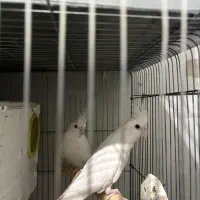 عروس هلندی آلبینو مولد|پرنده|شهریار, شهرک عباس پور|دیوار