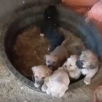 توله ی پاکوتاه|سگ|مود, |دیوار