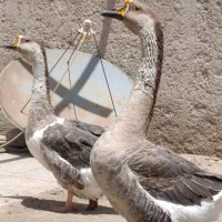 غوغاز نروماده