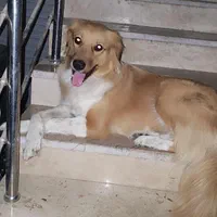 واگذارش میکنم ماده دو ساله