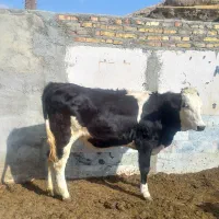 گوساله سیمنتال