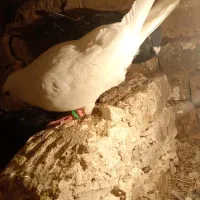 کفتر المانی اصل|پرنده|زاوه, |دیوار