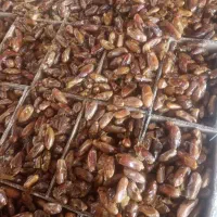 کار جهت پاکسازی خرما در شرکت بسته‌بندی
