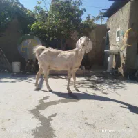 سالار بز دورگ|حیوانات مزرعه|مرودشت, تخت جمشید|دیوار