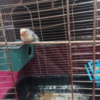 فروش طوطی برزیلی دستی