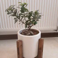 گل طبیعی|گل و گیاه طبیعی|صدرا-فارس, فاز ۱|دیوار