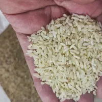برنج کامفیروزی درجه یک