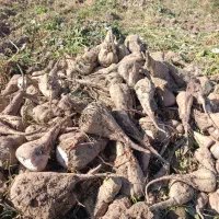 چغندر قند فروشی|حیوانات مزرعه|هلالی, |دیوار